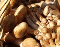 Как приготовить опята